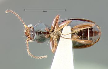 Media type: image;   Entomology 19627 Aspect: habitus ventral view